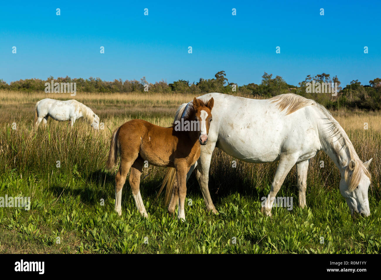Foals and white horses in the Camargue Stock Photo
