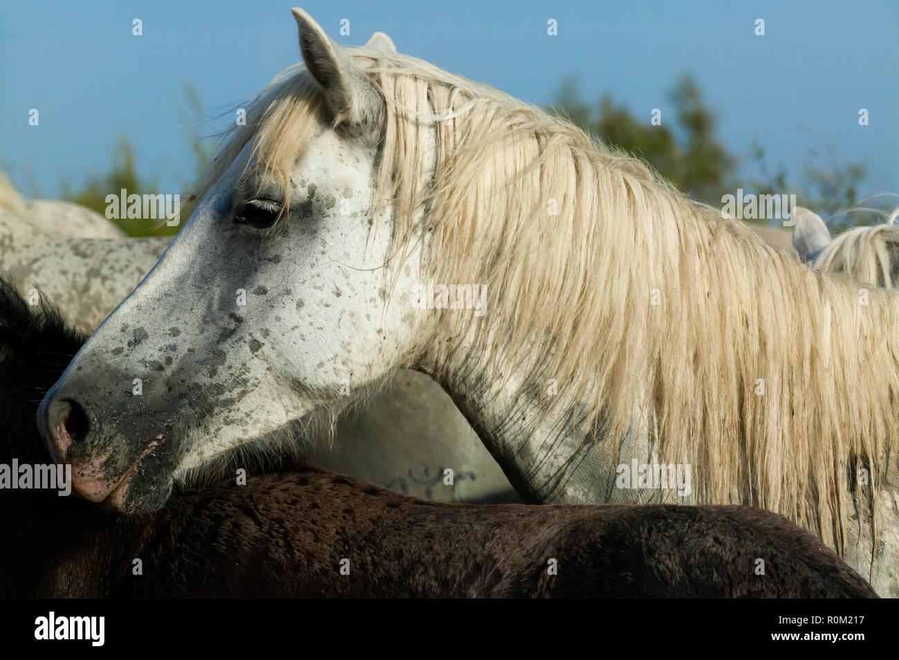 White camargue horses, Saintes Maries de la Mer, France Stock Photo