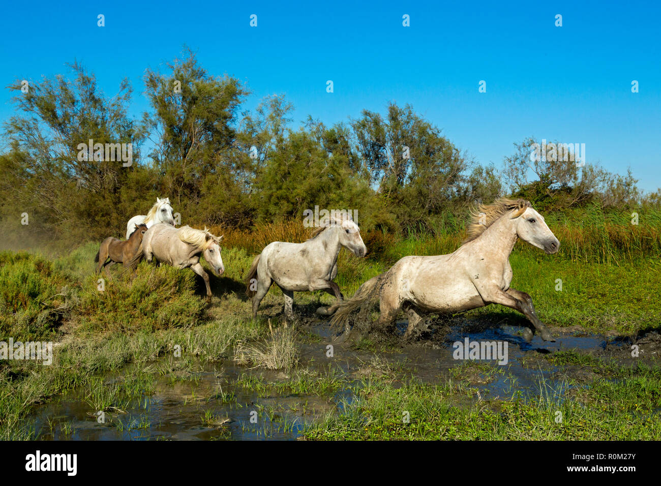 White Camargue Horses running in water Stock Photo