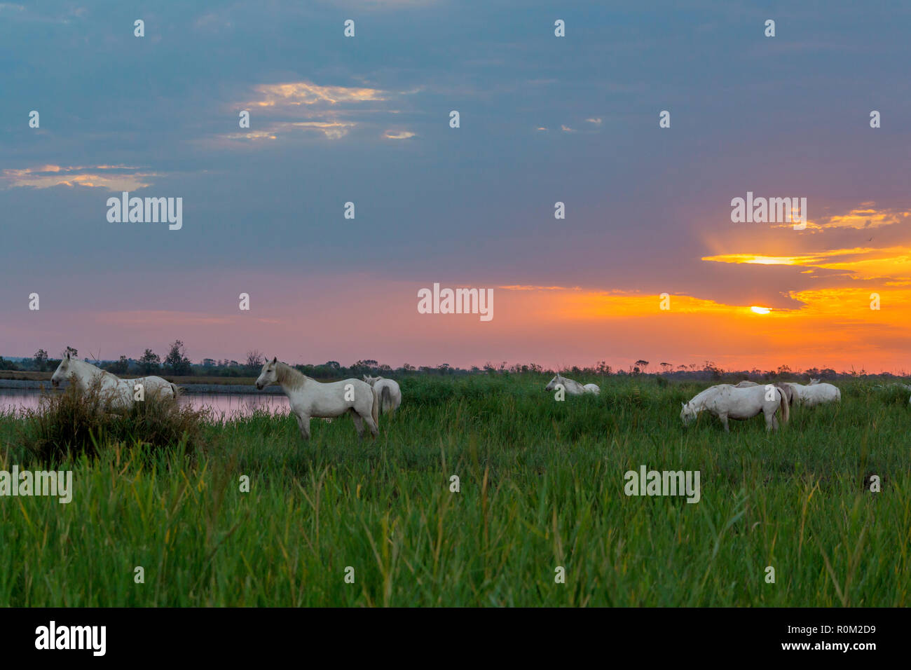 White camargue horses, Saintes Maries de la Mer, France Stock Photo