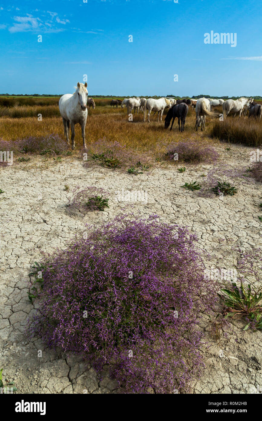 Camargue horses, Camargues, South of France, Stock Photo