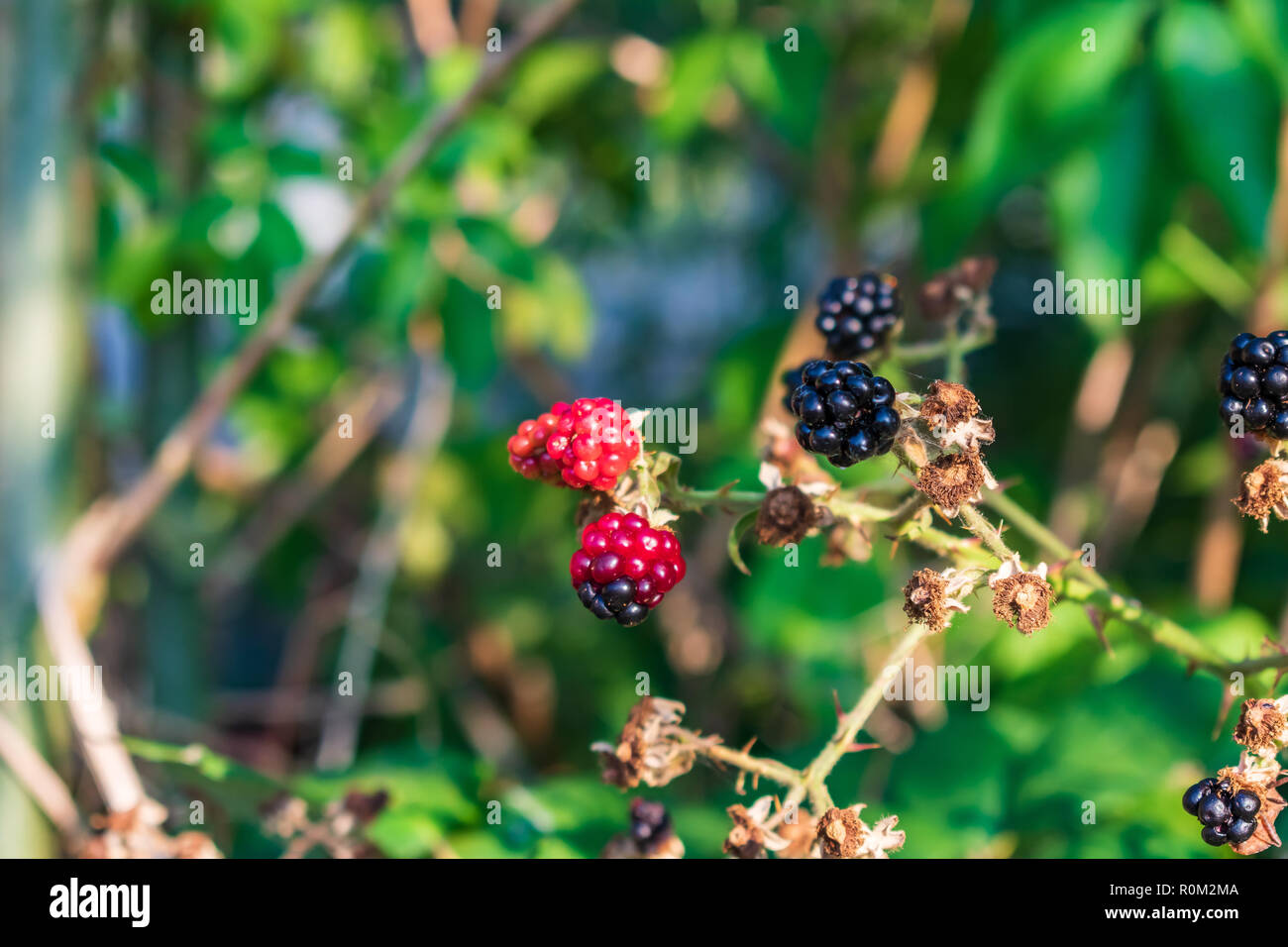 Blackberries on the bush Stock Photo Alamy