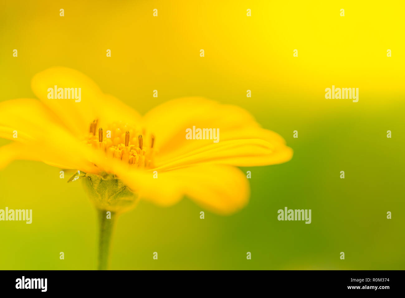 Beautiful spring summer yellow flowers and blurred bokeh background. Tranquil nature scene, blooming flowers and meadow field concept. Relaxing nature Stock Photo