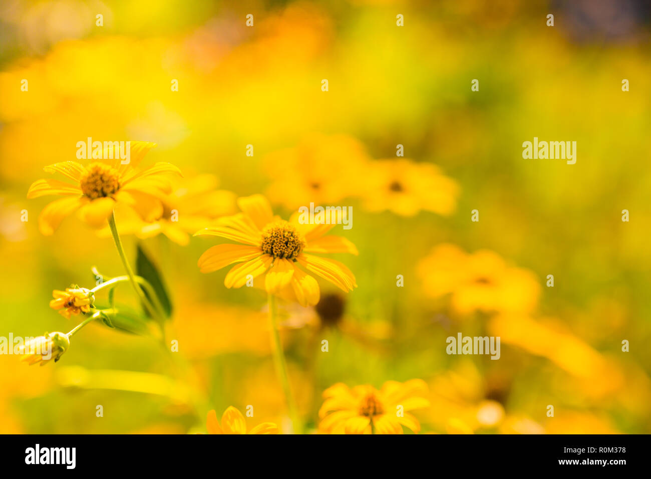 Beautiful spring summer yellow flowers and blurred bokeh background. Tranquil nature scene, blooming flowers and meadow field concept. Relaxing nature Stock Photo
