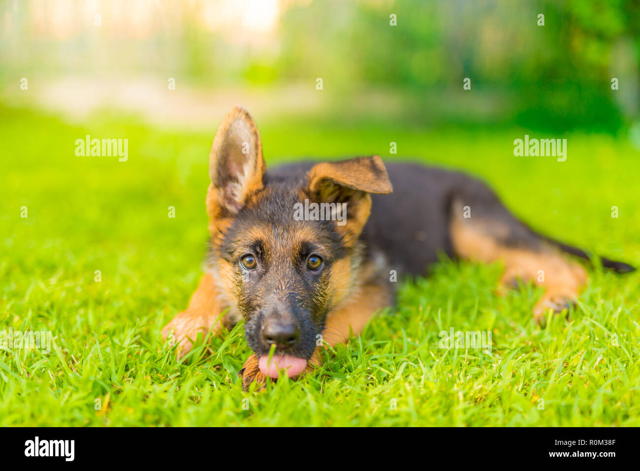 cute puppies german shepherd