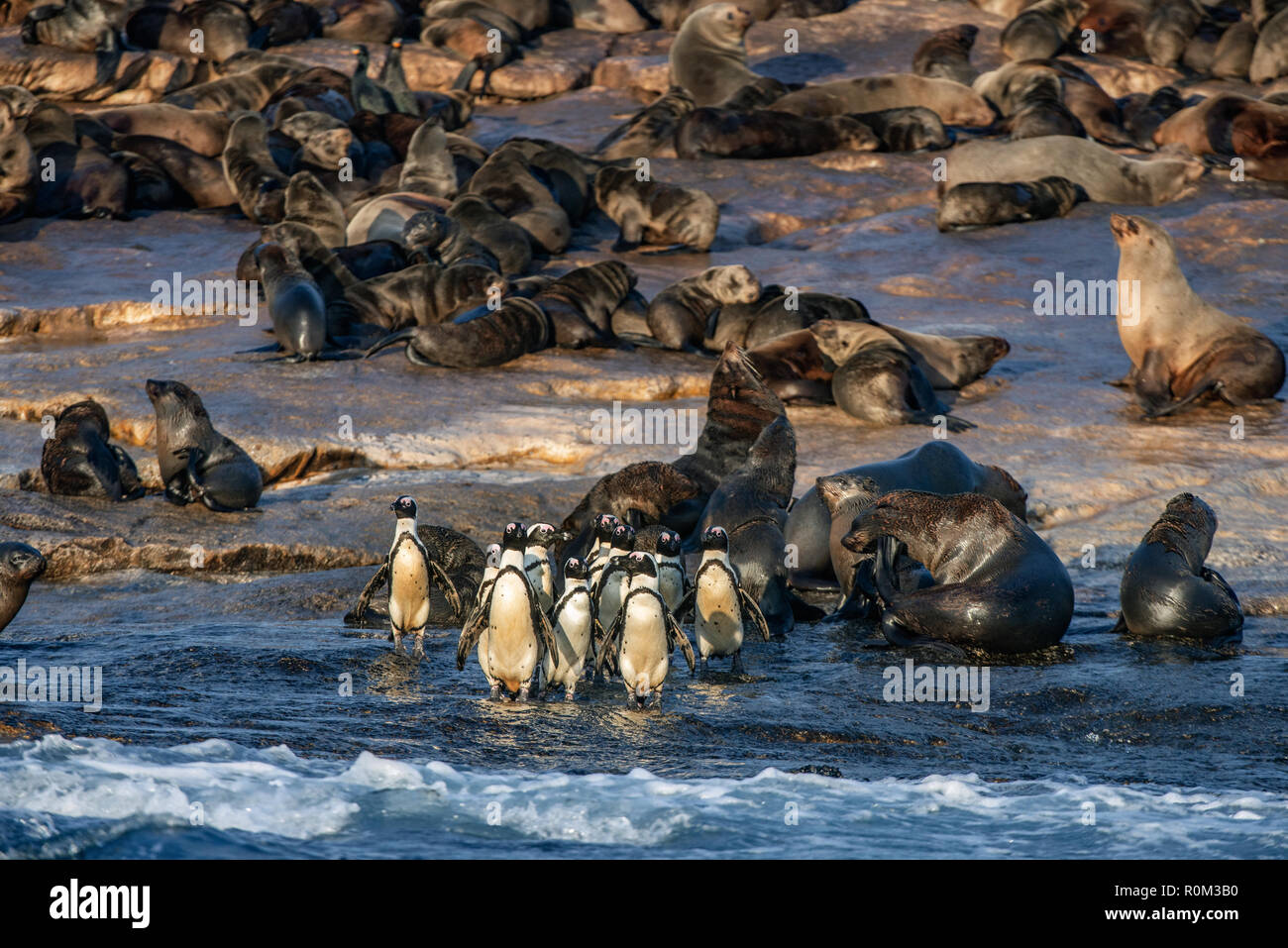 African Penguins on Seal Island. African penguin, Spheniscus demersus, also known as the jackass penguin and black-footed penguin. Colony of cape fur  Stock Photo