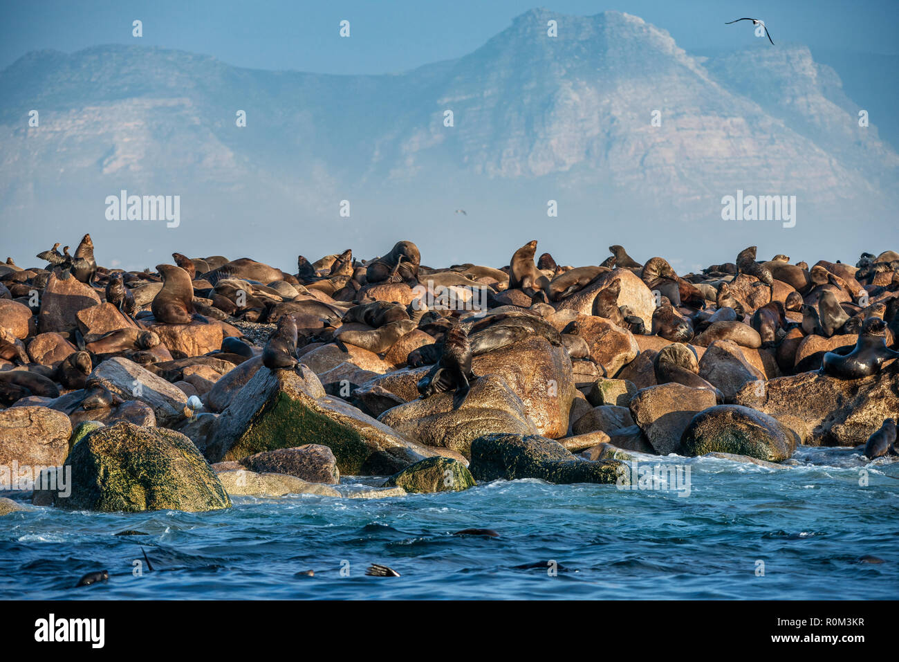 Sunrise at Seal Island. South African (Cape) fur seals (Arctocephalus pusillus pusillus), Colony of cape fur seals. False Bay, Western Cape, South Afr Stock Photo