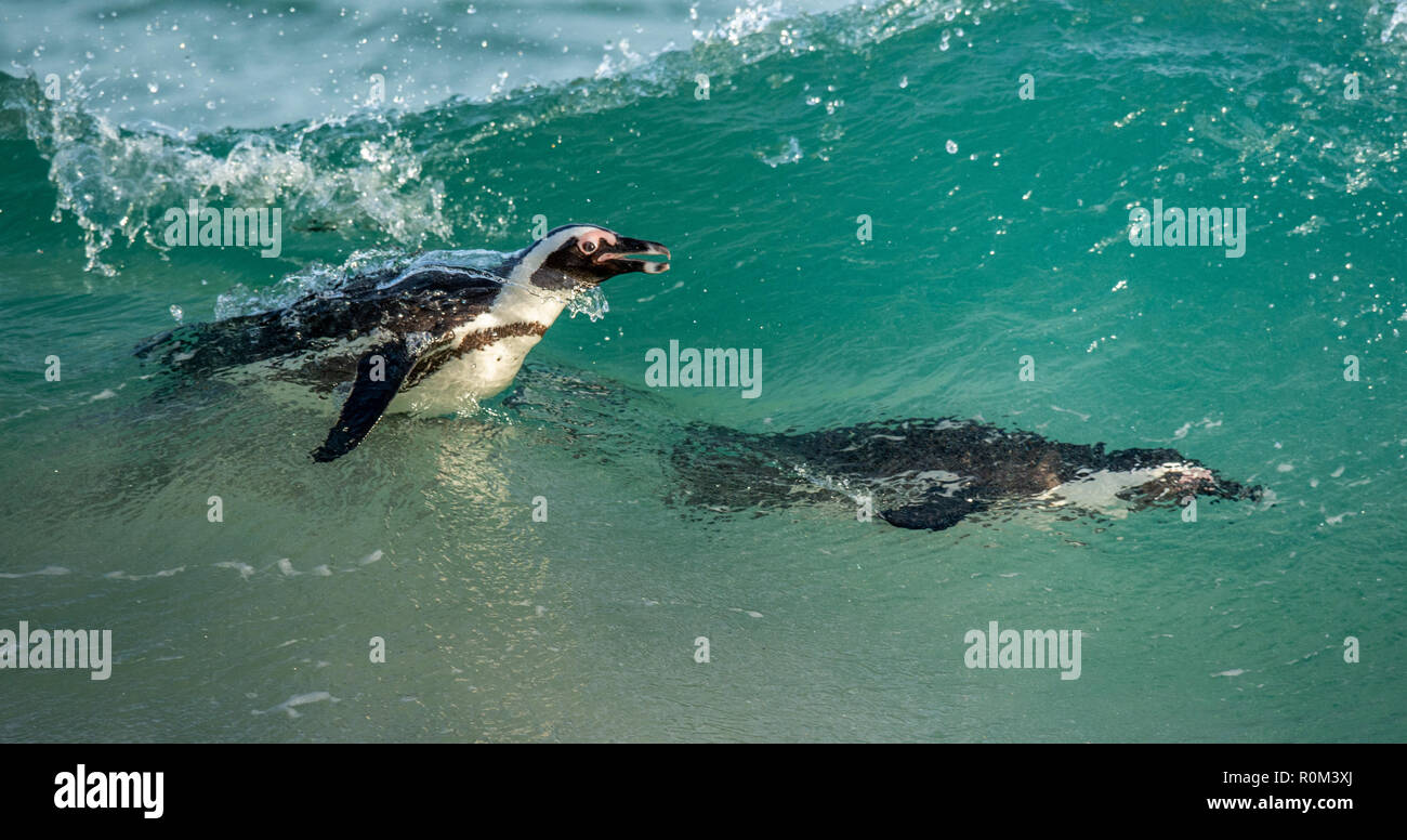 Swimming african penguins. The African penguin Scientific name: Spheniscus demersus, also known as the jackass penguin and black-footed penguin. Natur Stock Photo