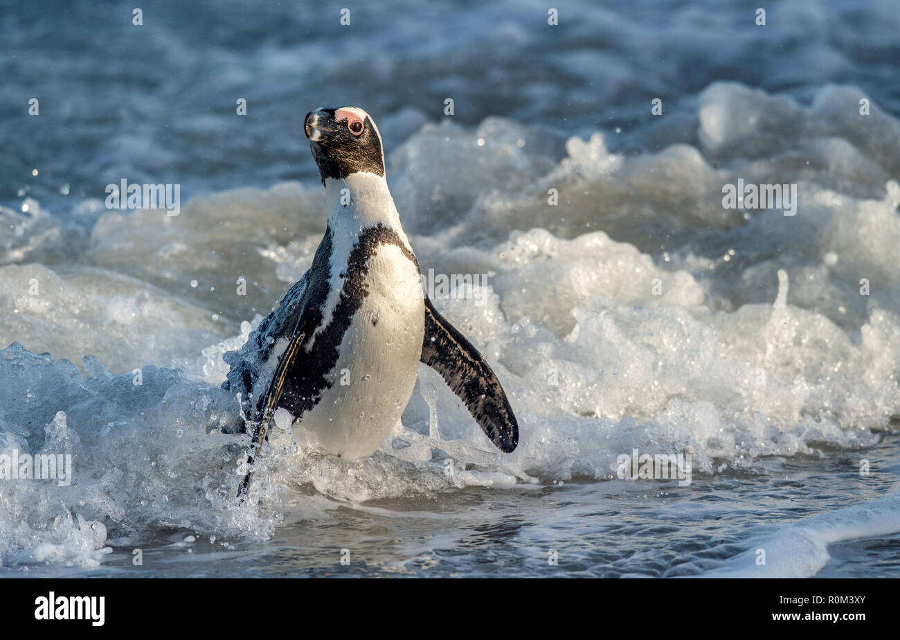 African penguin walk out of the ocean on the sandy beach. African penguin also known as the jackass penguin and black-footed penguin. Sciencific name: Stock Photo
