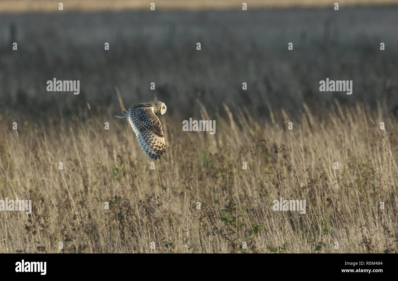 A beautiful Short-eared Owl (Asio flammeus) flying over fenland in the UK hunting for food. Stock Photo