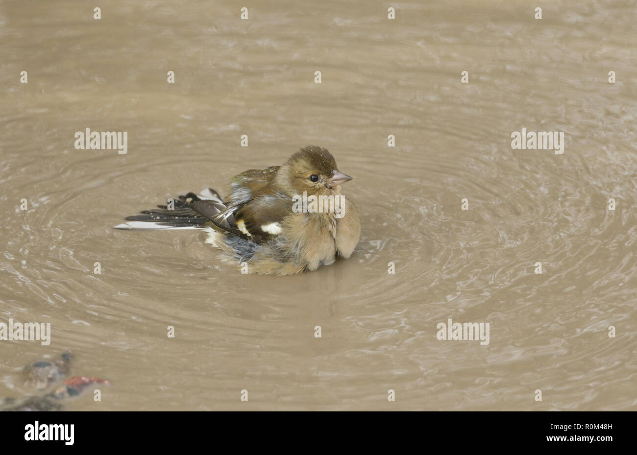 Adult female puddle hi-res stock photography and images - Alamy