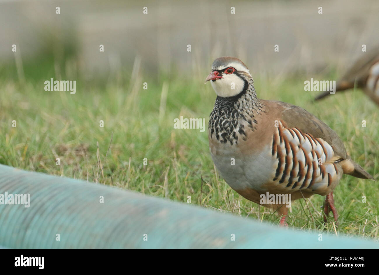 A pretty Red-Legged Partridge (Alectoris rufa) searching for food in a ...