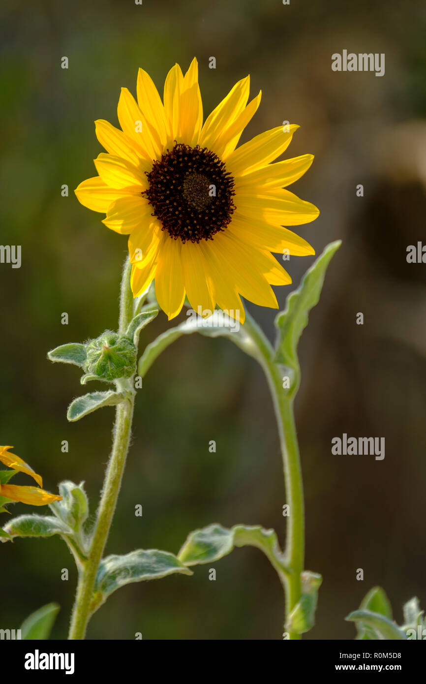 On the beach at Farnborough Stock Photo Alamy