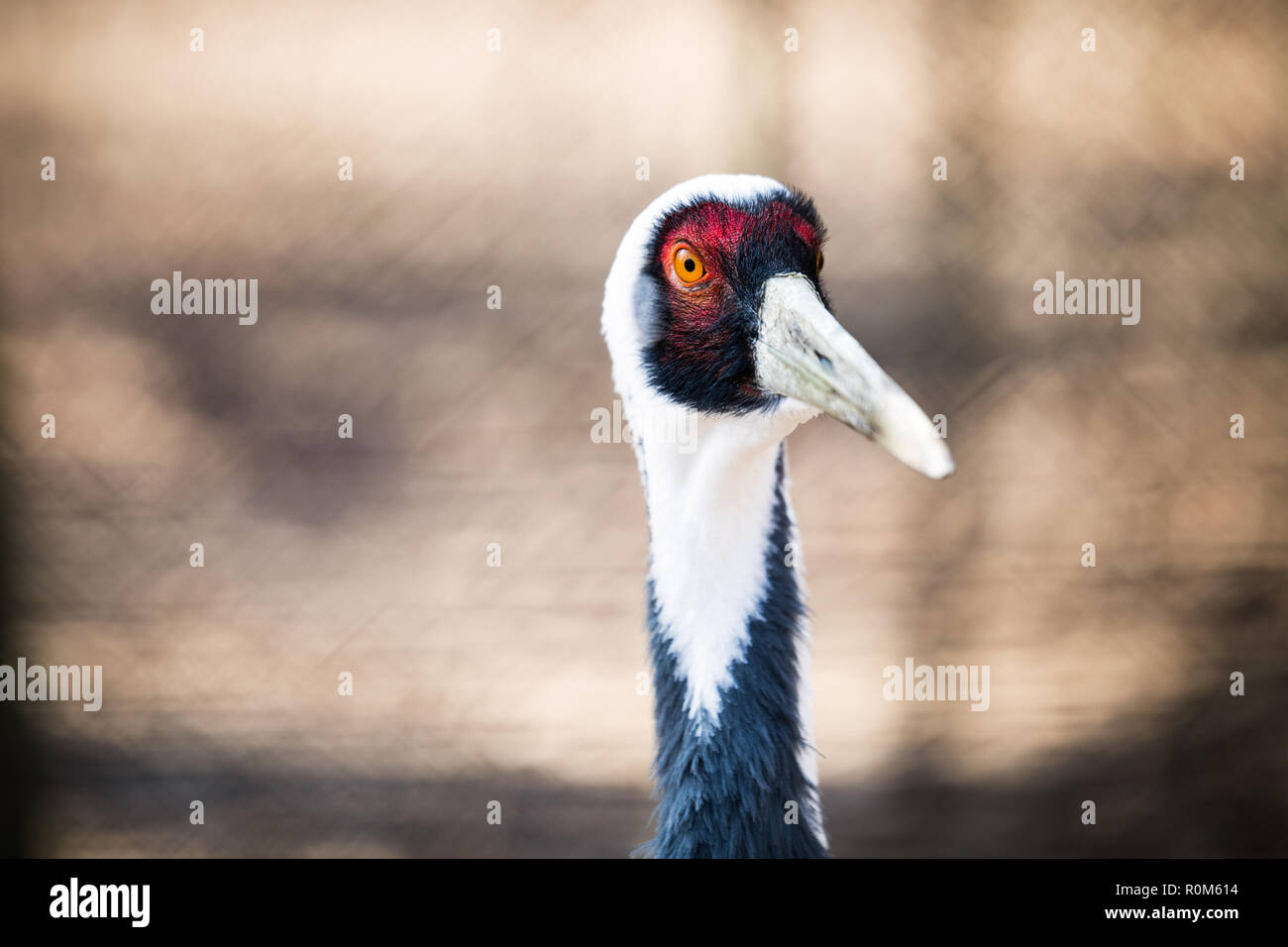 Portrait of white neck crane in nature Stock Photo