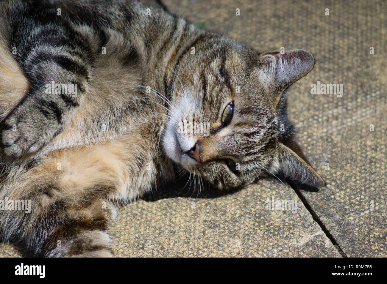 A picture of a tortoiseshell tabby cat in South Wales Stock Photo Alamy
