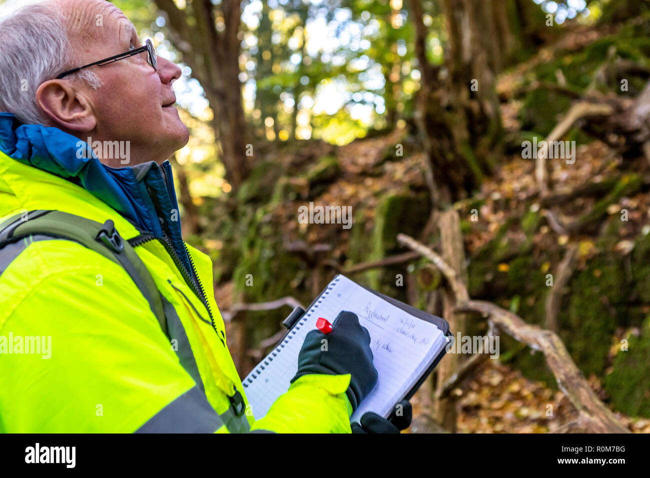 Professional tree Inspector Steve Maros routinely inspects trees at Puzzlewood visitor