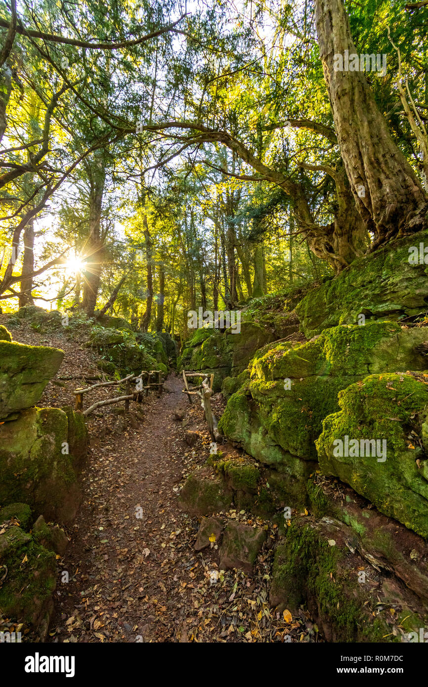 Pathway at Puzzlewood. This ancient woodland is open to the public