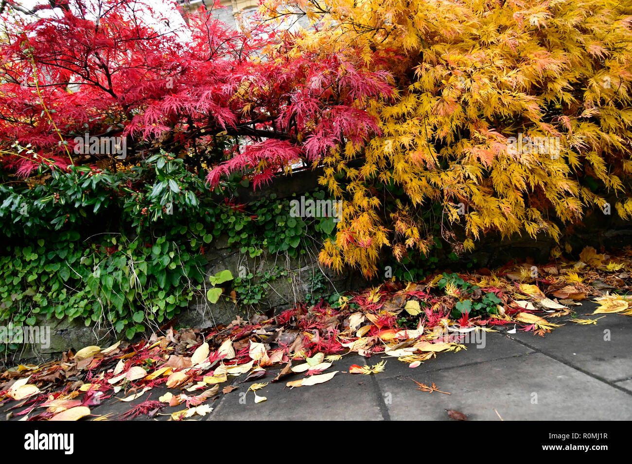 Bristol, UK. 6th Nov 2018. UK Weather. On a damp afternoon in Bristol