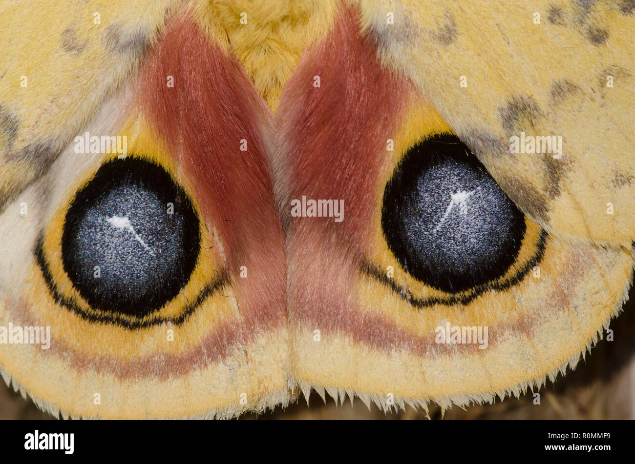 Io Moth, Automeris io, wing detail showing male eyespots Stock Photo