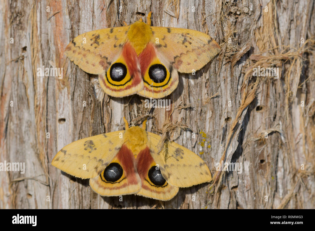 Io Moths, Automeris io, males Stock Photo
