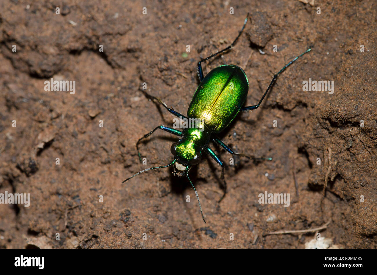 Six-spotted Tiger Beetle, Cicindela sexguttata Stock Photo
