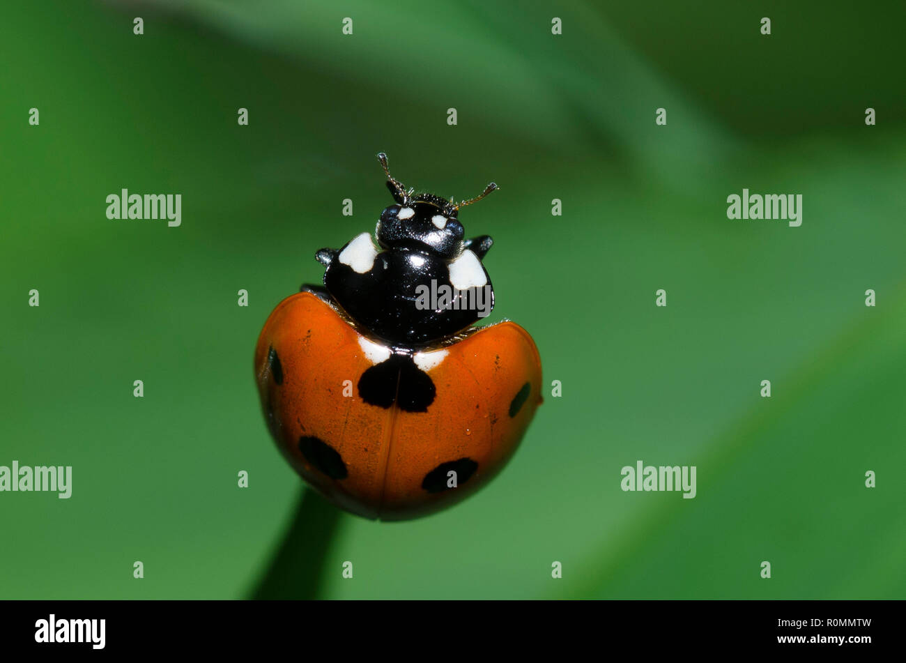 Seven Spotted Lady Beetle Coccinella Septempunctata Stock Photo Alamy Seven Spotted Lady Beetle Coccinella Septempunctata Stock Photo Alamy