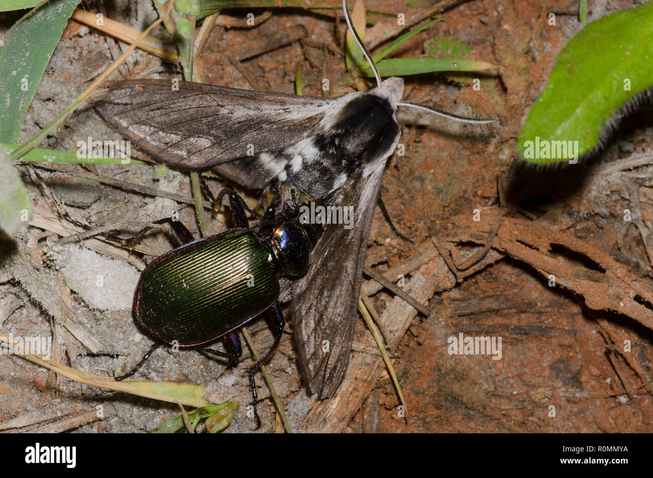 Caterpillar Hunter, Calosoma sp., capturing Vashti Sphinx, Sphinx vashti Stock Photo