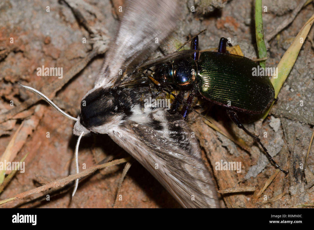 Caterpillar Hunter, Calosoma sp., capturing Vashti Sphinx, Sphinx vashti Stock Photo