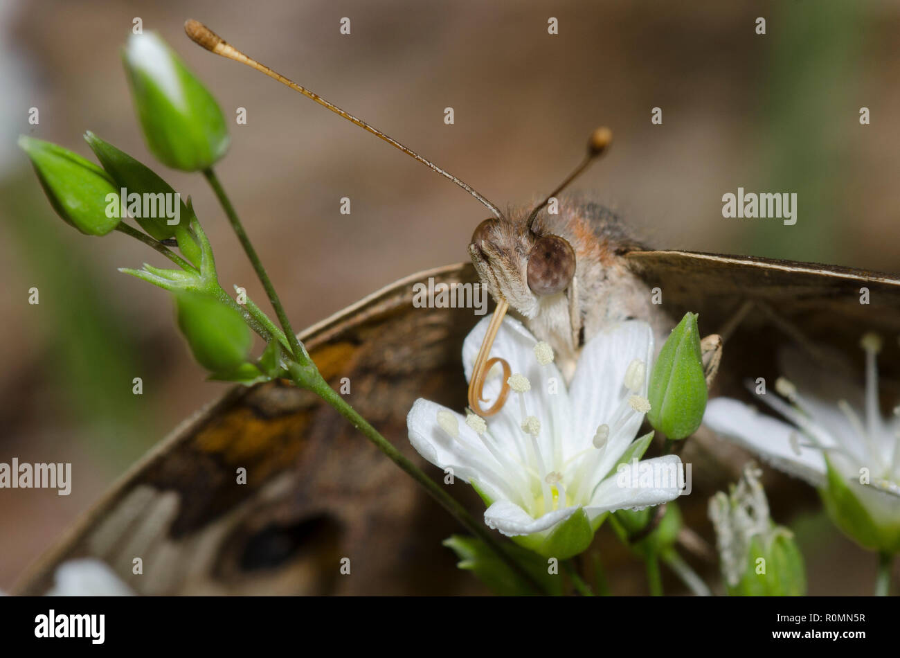 Common Buckeye, Junonia coenia, nectaring from common chickweed, Stellaria media Stock Photo