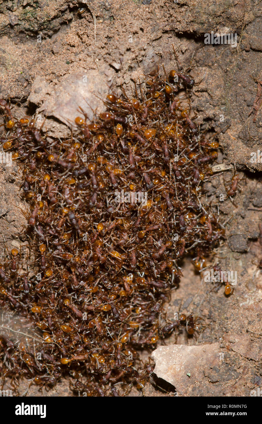 Legionary Ants, Neivamyrmex nigrescens, in bivouac Stock Photo