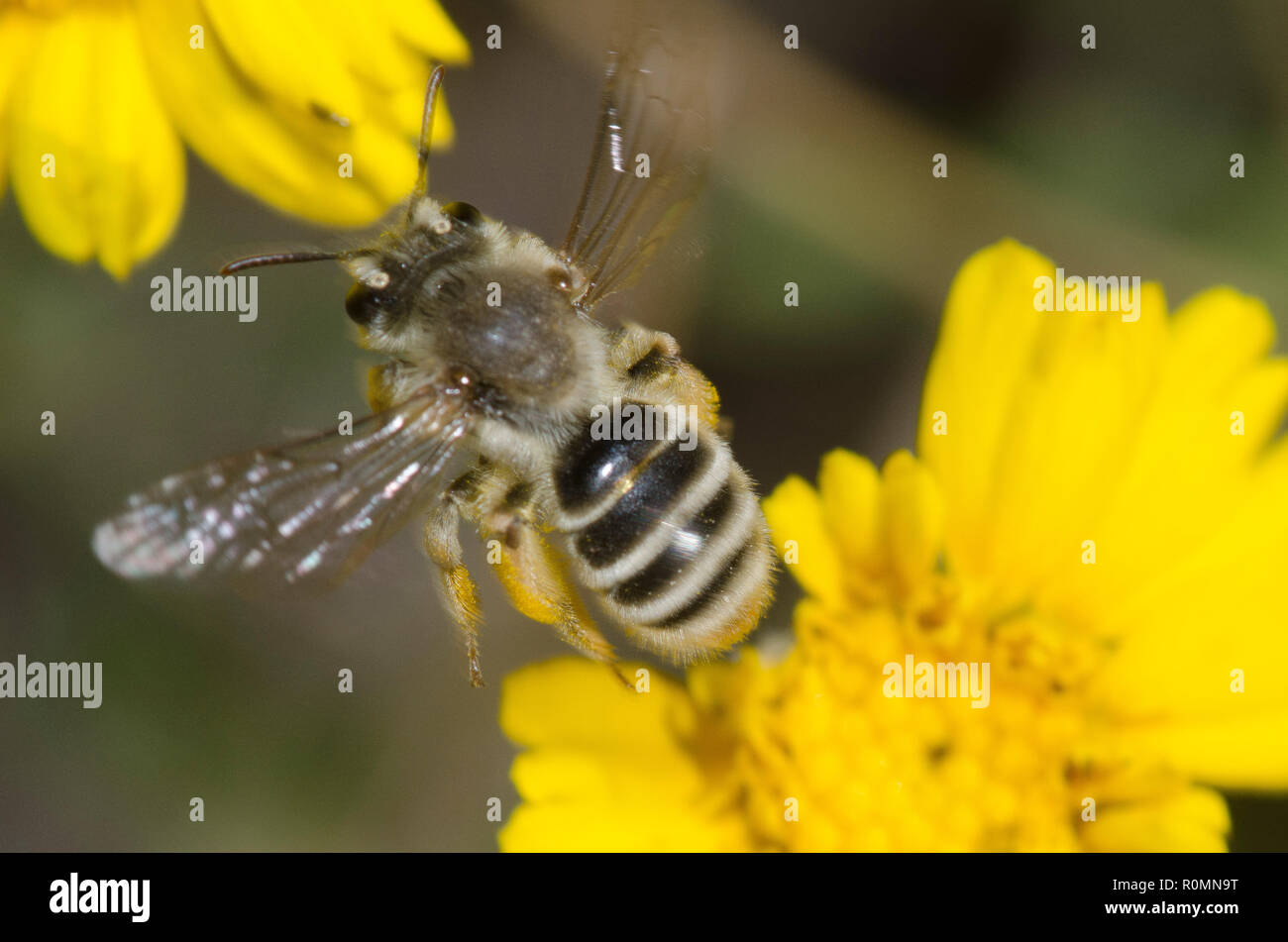 Mining Bee, Andrena sp., taking flight from stemmy four-nerve daisy, Tetraneuris scaposa Stock Photo