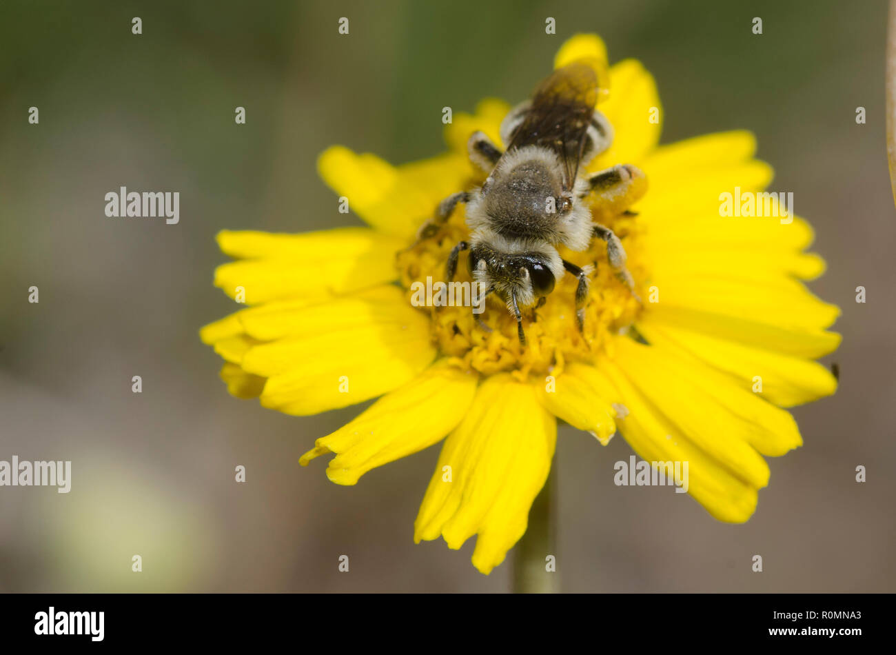 Mining Bee, Andrena sp., foraging on stemmy four-nerve daisy, Tetraneuris scaposa Stock Photo