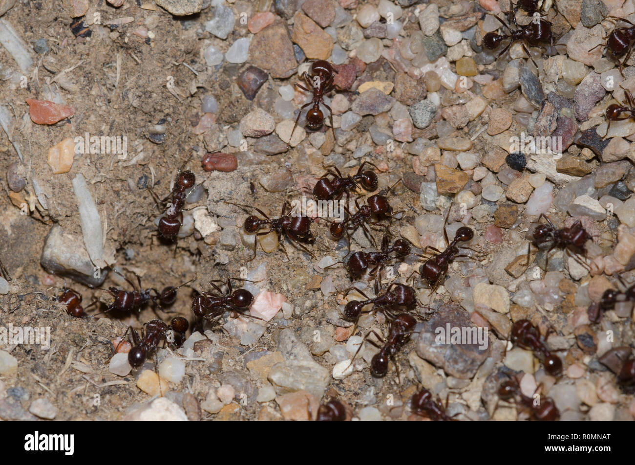 Red Harvester Ants, Pogonomyrmex barbatus Stock Photo