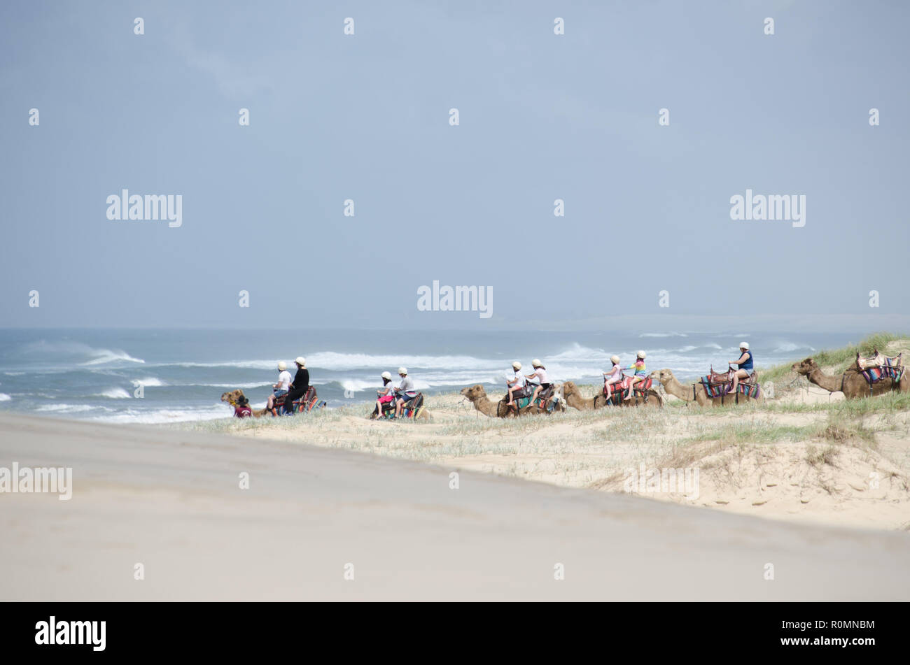 Camel riders leave the barren sand dunes for the beach front water edge during a camel ride for tourist on Stockton Beach sand dunes. Stock Photo
