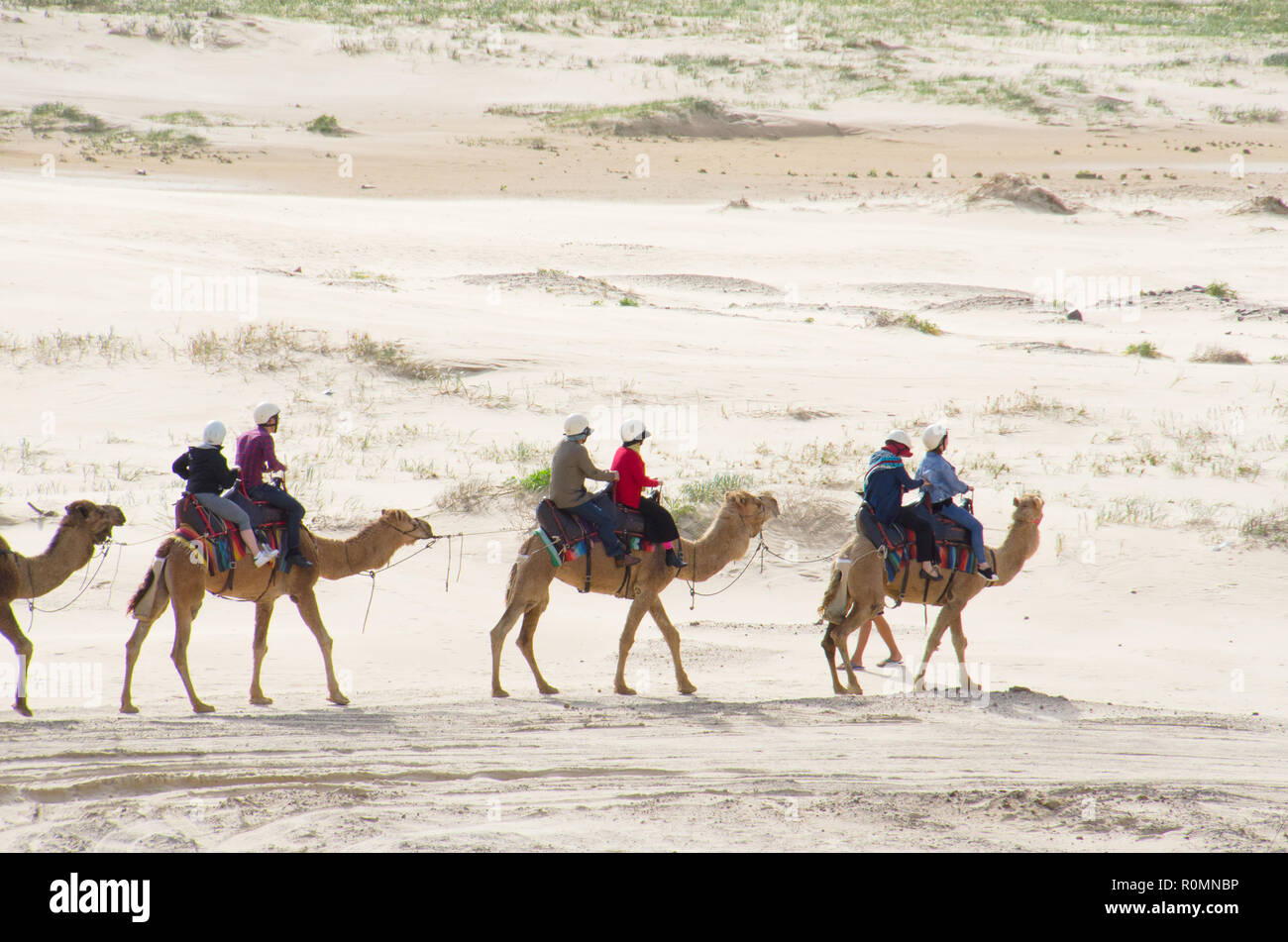 Three couples ride camels across the foreground with barren sandy background. Camel riding a popular tourist activity on Stockton Beach sand dunes. Stock Photo