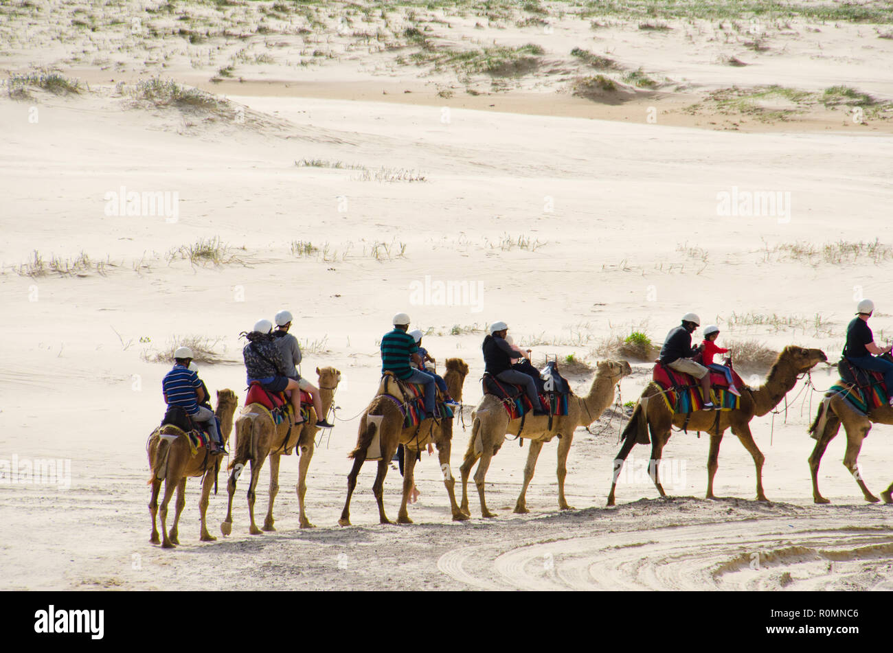 People riding camels  a popular tourist activity on the largest moving sand dunes in Australia on Stockton Beach near Port Stephens. Stock Photo