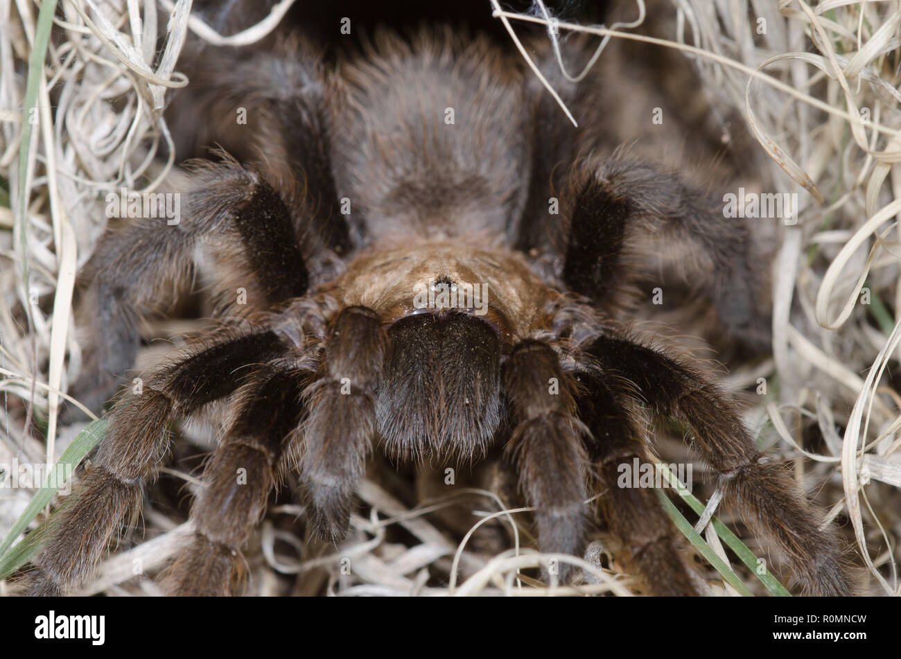 Oklahoma Brown Tarantula, Aphonopelma hentzi, at burrow entrance Stock