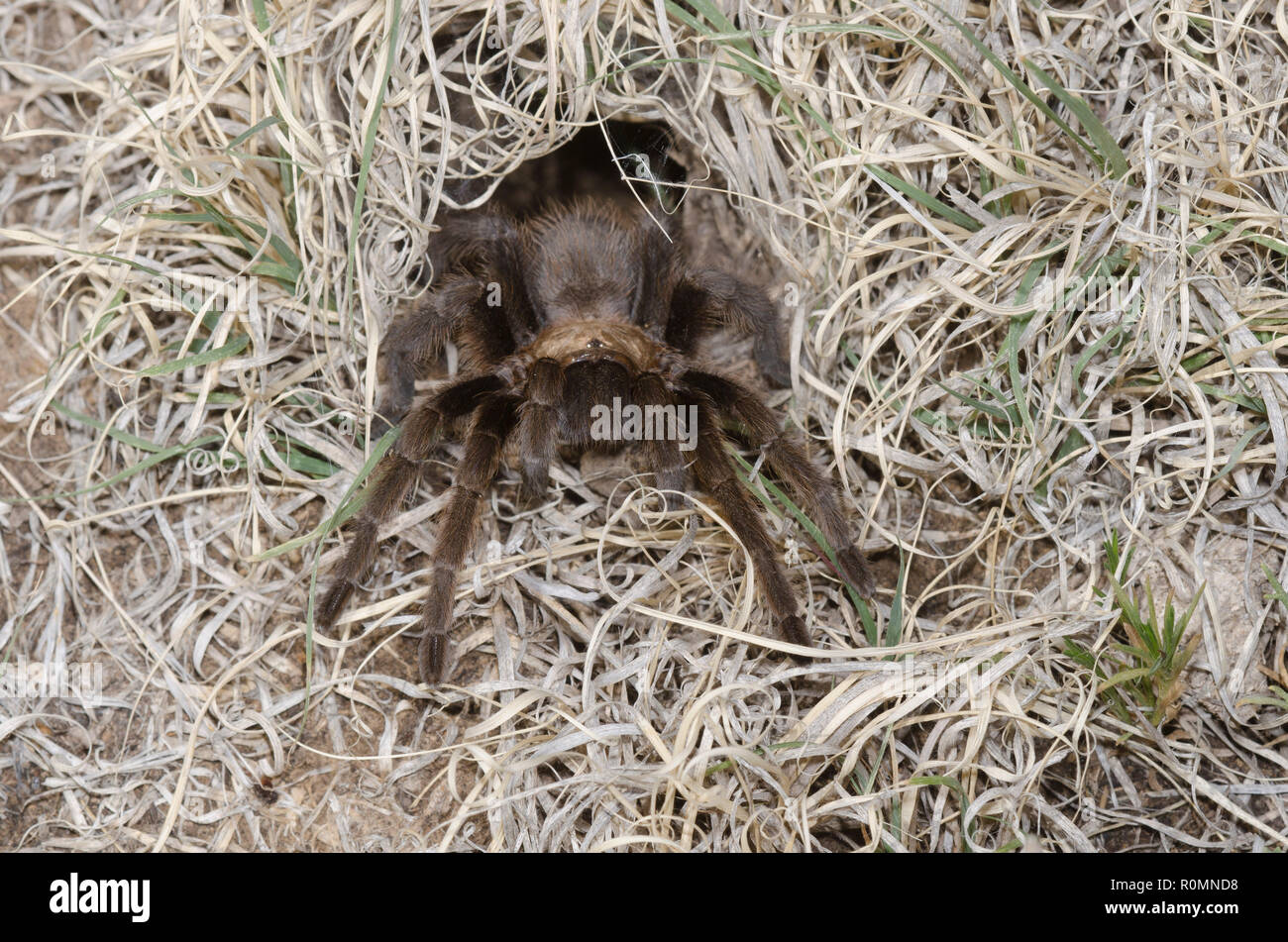 Oklahoma Brown Tarantula, Aphonopelma hentzi, at burrow entrance Stock
