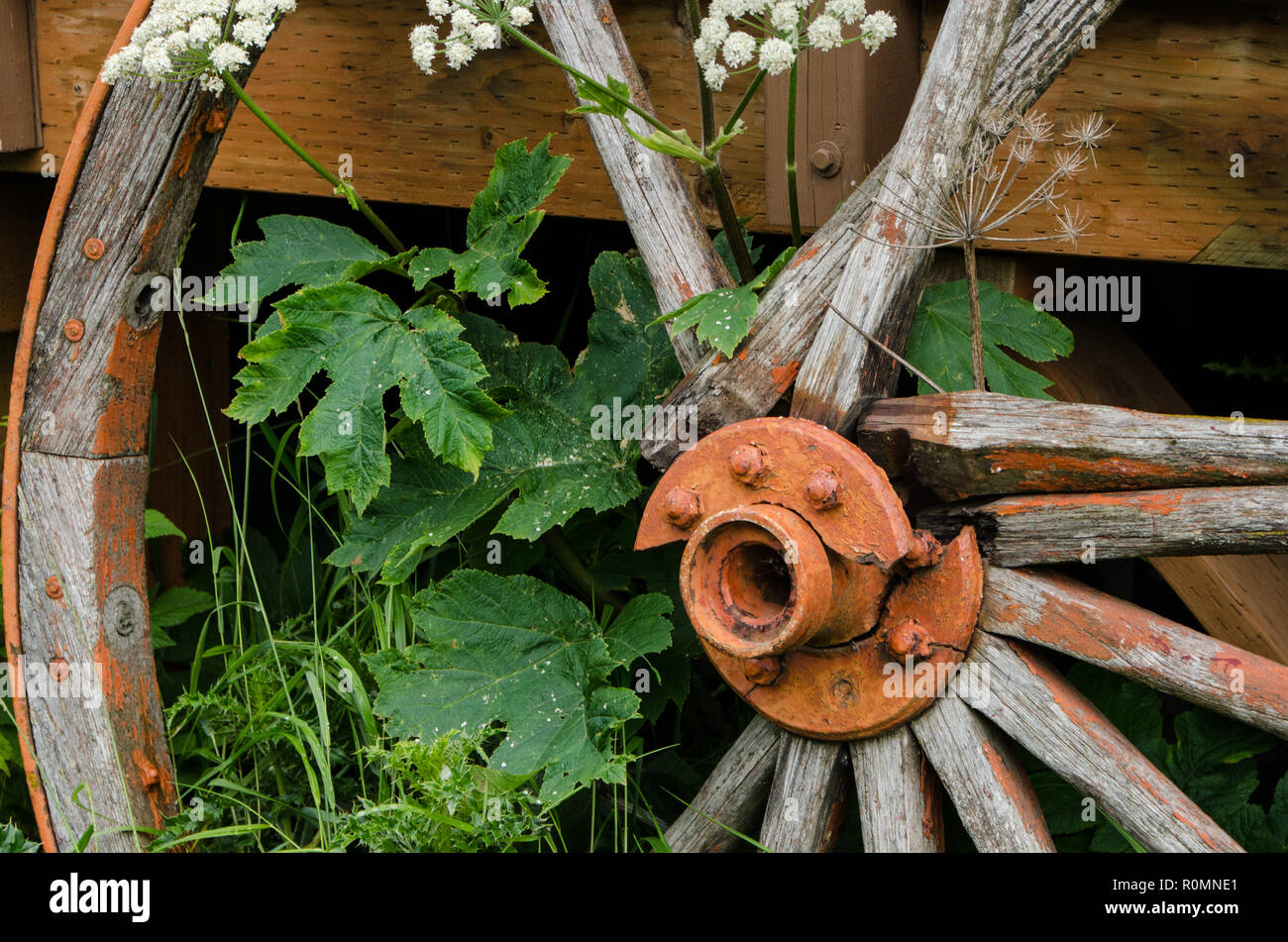 Closeup of broken old wooden cart wheel and green planets. Stock Photo