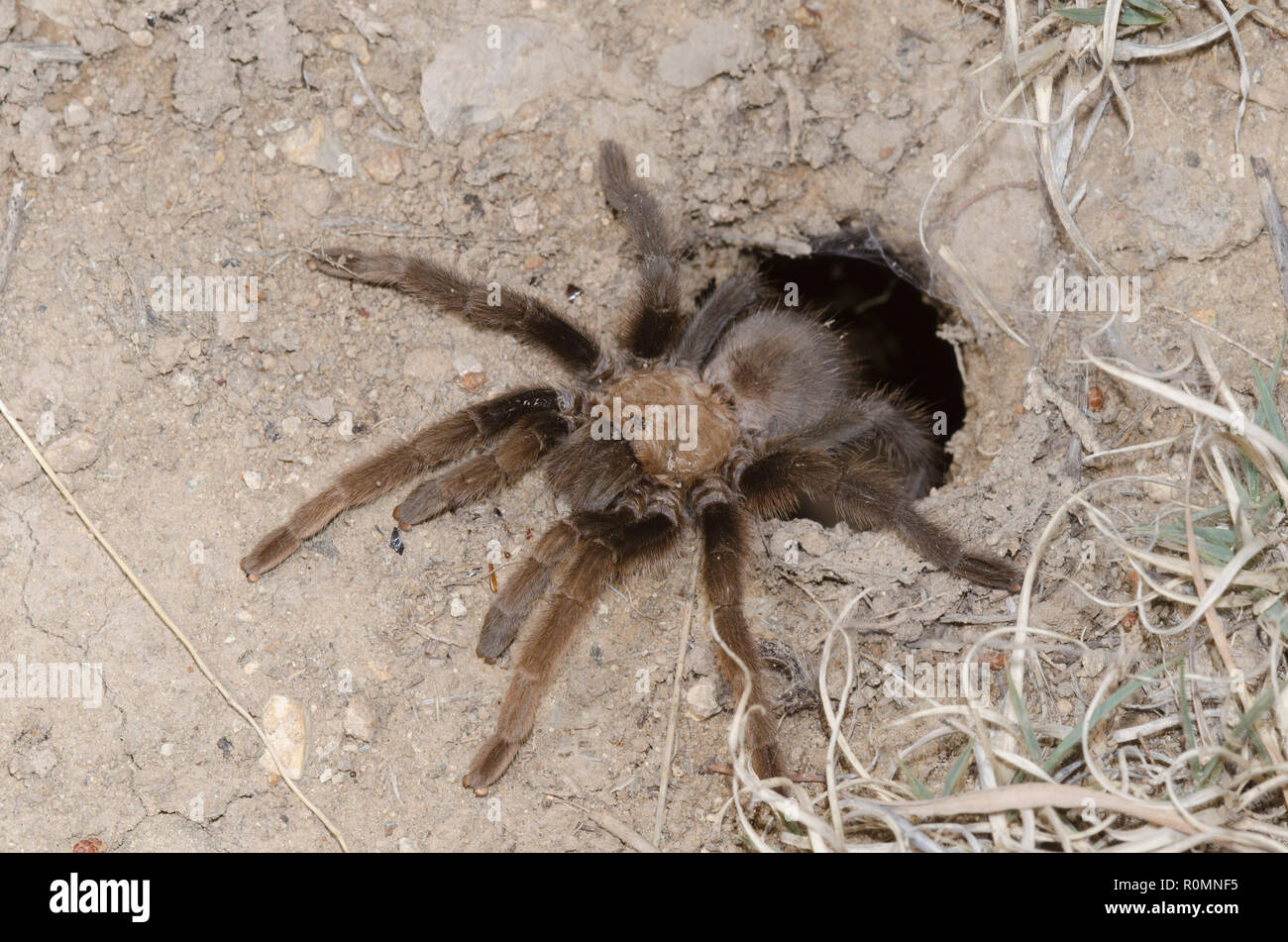 Oklahoma Brown Tarantula, Aphonopelma hentzi, at burrow entrance Stock