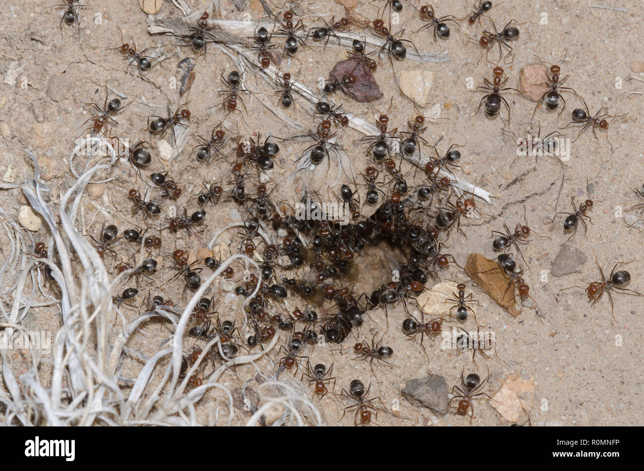 Honeypot Ants, Myrmecocystus mimicus, at nest entrance Stock Photo