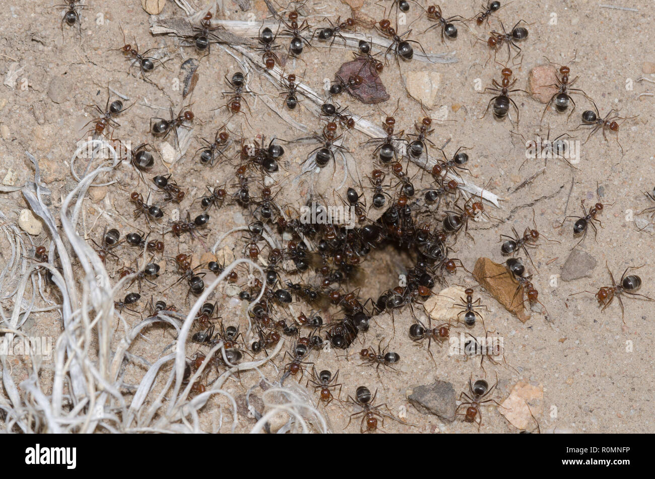 Honeypot Ants, Myrmecocystus mimicus, at nest entrance Stock Photo Alamy