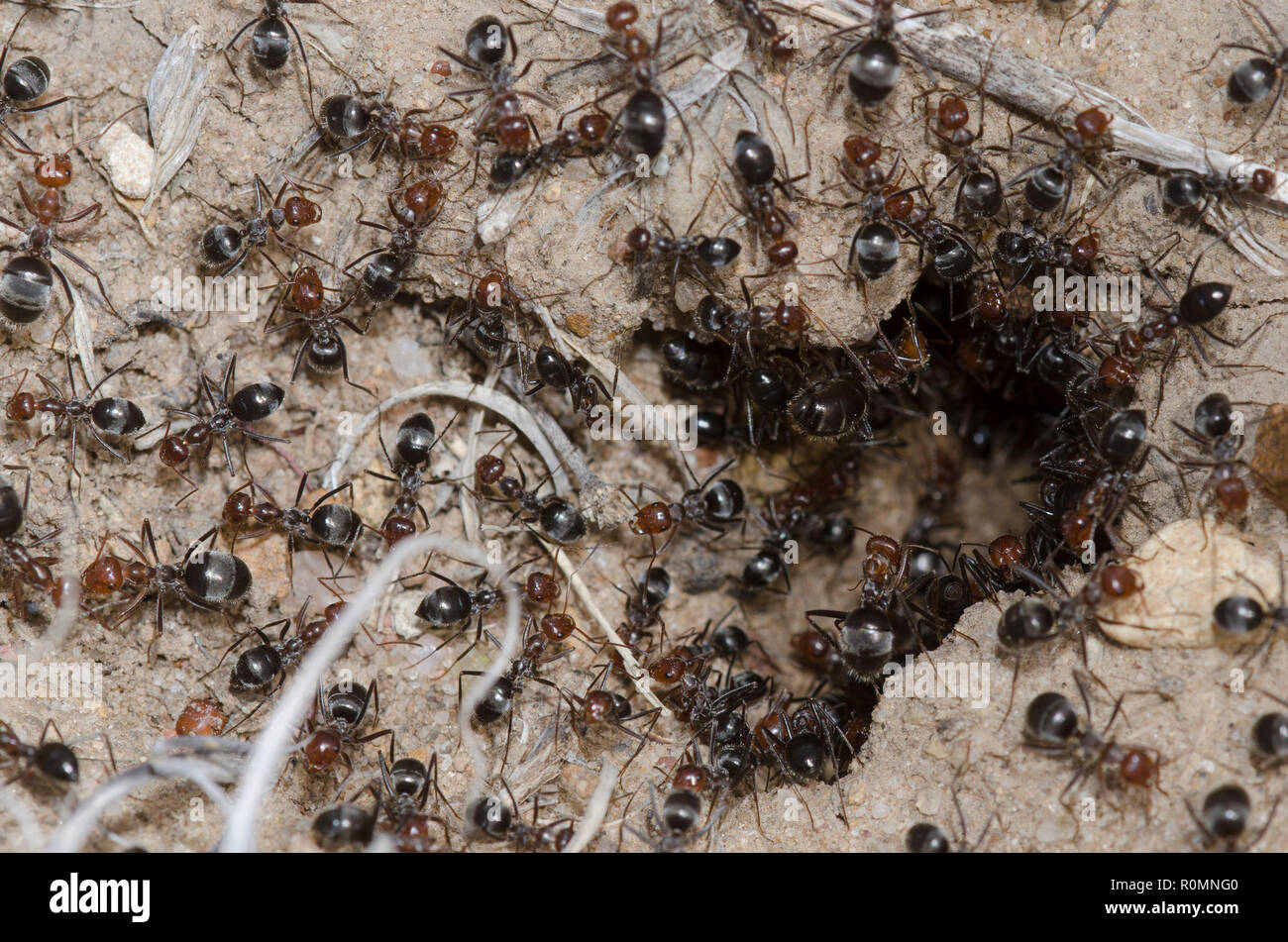 Honeypot Ants, Myrmecocystus mimicus, at nest entrance Stock Photo