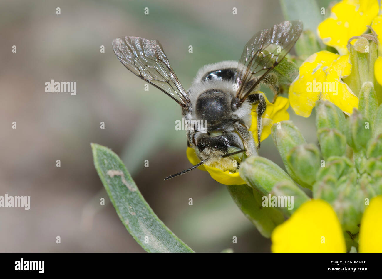Leaf-cutter Bee, Megachile sp., on Wallflower, Erysimum sp. Stock Photo