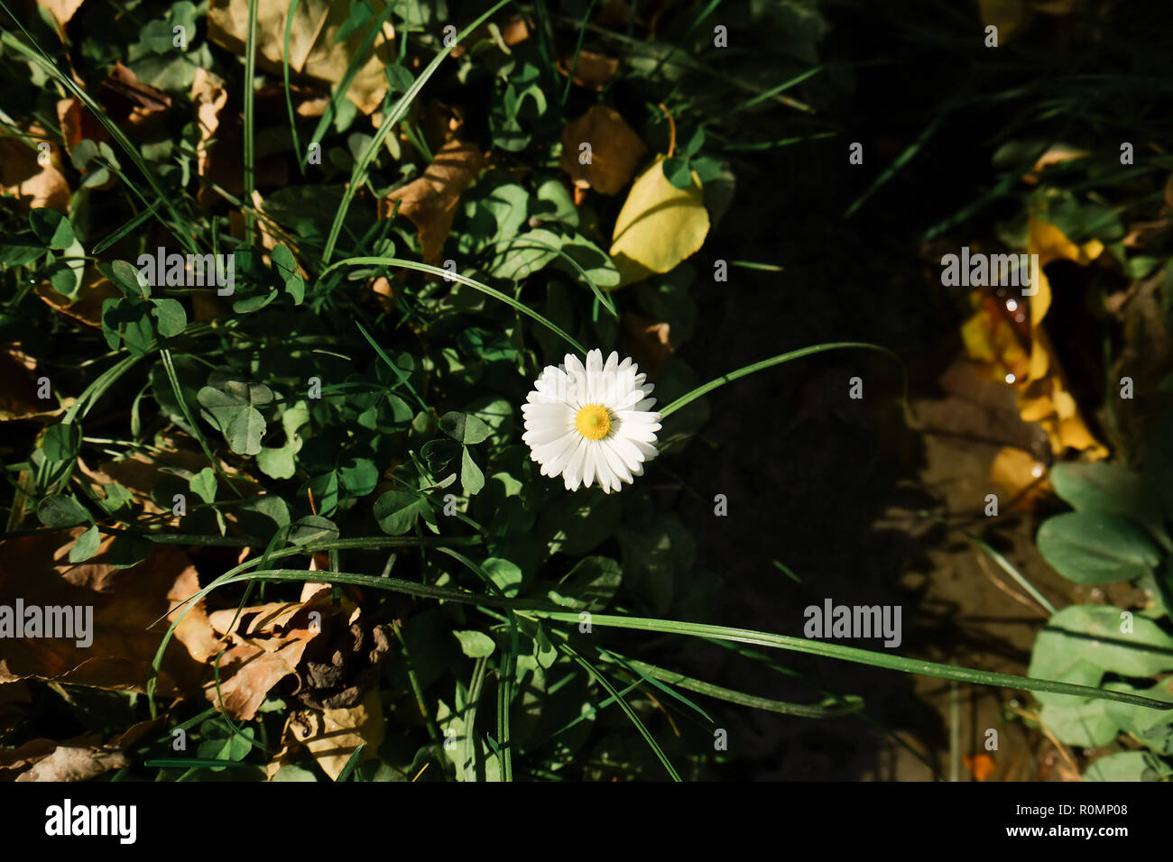 A small white flower with yellow pollen blooms in the yard. Stock Photo