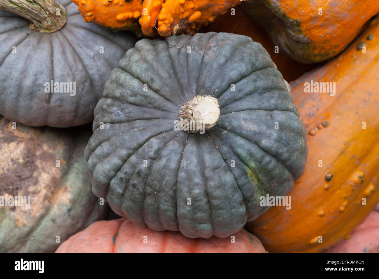 Pumpkin display at Broadway Bites a pop-up in summer and fall, Greeley Square, showcasing a diverse mix of cuisines from local chefs, New York, U.S.A Stock Photo