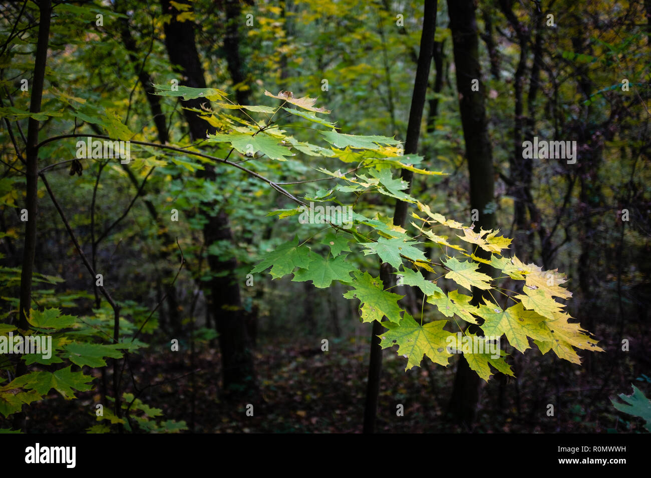 Autumn tree branch in the forest Stock Photo