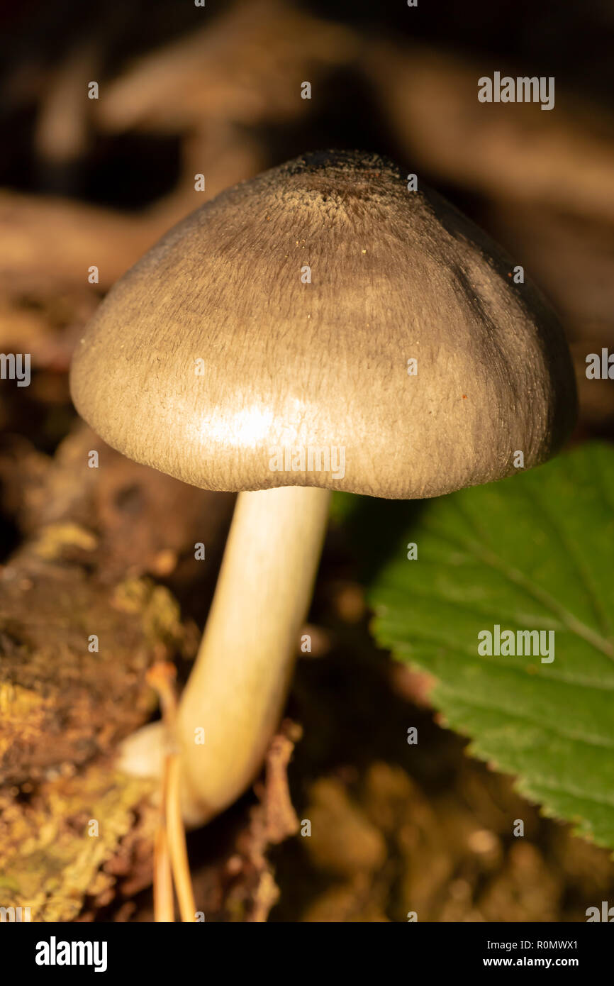 Close-up colour photograph of shield mushroom growing from dead wood in portrait orientation. Stock Photo