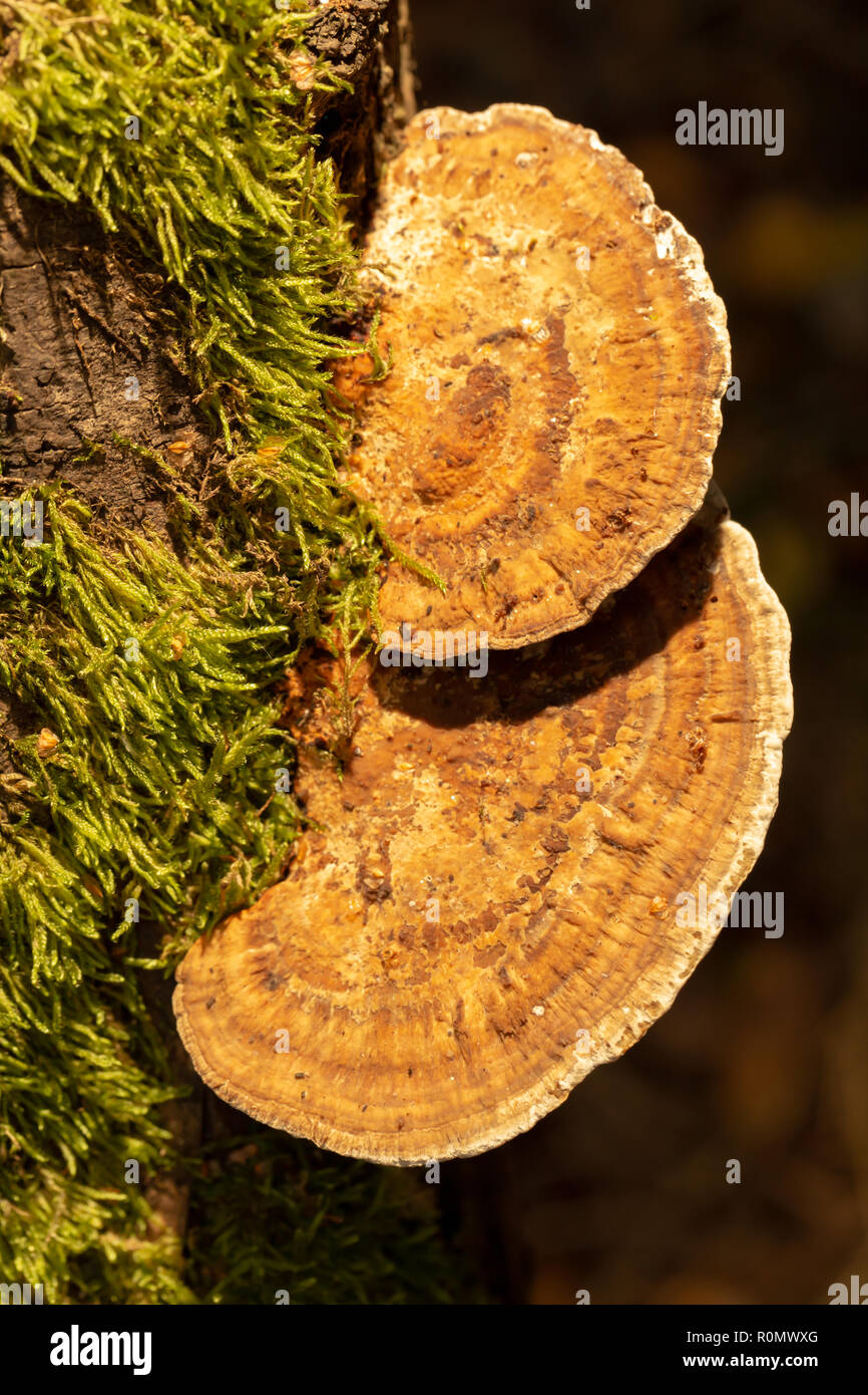 Colour photograph of two tiered Blushing bracket polypores growing on-side of Willow branch shot with off camera flash with yellow filter from above. Stock Photo