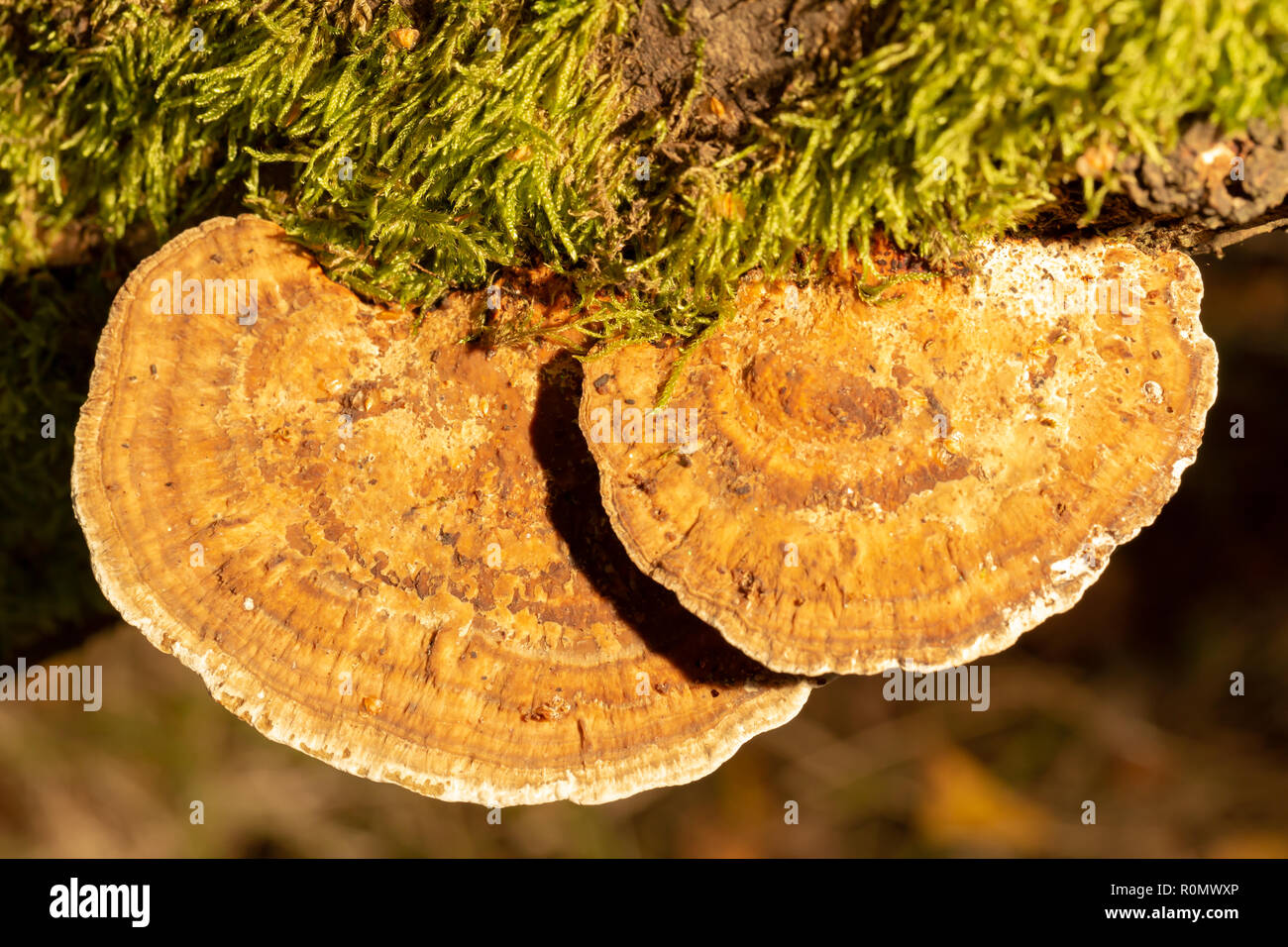 Macro colour photograph of two tiered Blushing bracket polypores growing on-side of Willow branch shot with off camera flash with yellow filter from a Stock Photo